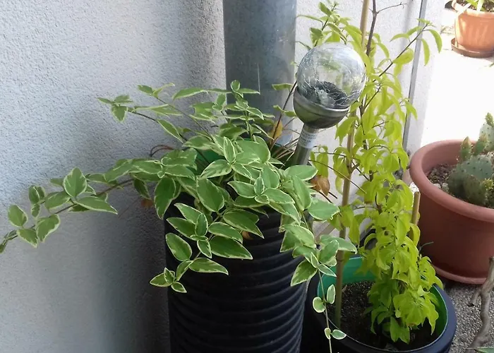 Appartement Katica *